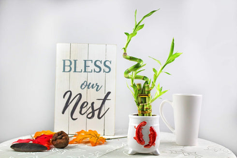 5-Stalk Live Lucky Bamboo Arrangement with Spiral Stalk - Live Indoor Bamboo Plant for Home Decor, Arts & Crafts, Zen