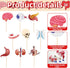 36 Pcs Anatomy Theme Cupcake Toppers, Mini Human Body Organ Toothpick Picks with Brain, Skull, Rib Cage, Eyeball