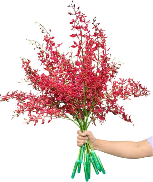 10 Stems Red Ascocenda Orchids Fresh Cut Flowers Gift Birthday anniversary Valentine's