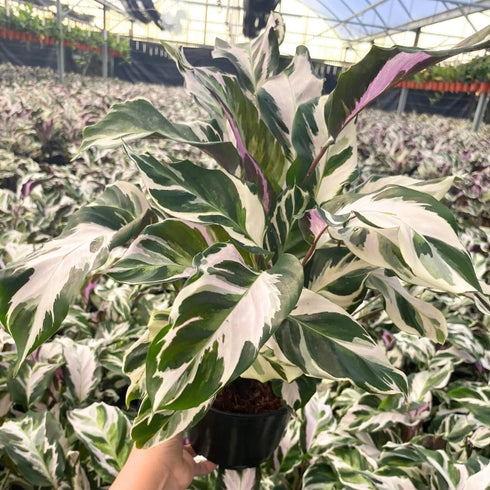 6 CoollectivePlants Calathea Stella Live Indoor Plant in Grower Pot, Easy Care Tropical Houseplant, Pet Friendly Prayer