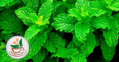 TeaDreamTea Peppermint Tea Bag - Herbal Mint Tea Bags - Aromatic & Caffeine Free Bulk Tea (100 Teabags)