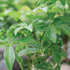3 4 7 Inches Brussel's Bonsai Live Hawaiian Umbrella Bonsai Tree - Small, Year, to Tall - Indoor Bonsai Tree
