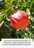 15 (2.7 oz Korean Food Trufru Pomegranate & Red Ginseng Essence - All-Natural Zesty Vitality Shot, Tart & Tangy Morning