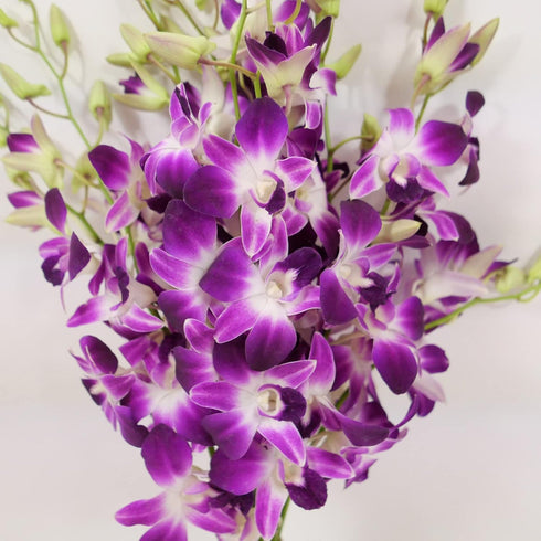 10 Athenas Garden Fresh Cut Orchids Purple Stems Sonia Dendrobium Orchids Flowers with Vase and Rocks