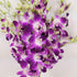 10 Athenas Garden Fresh Cut Orchids Purple Stems Sonia Dendrobium Orchids Flowers with Vase and Rocks