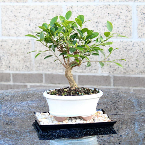 7 8-16 Inches Brussel's Bonsai - Live Golden Gate Ficus Bonsai Tree with Ceramic Bonsai Pot & Humidity Tray, Indoor