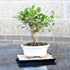 7 8-16 Inches Brussel's Bonsai - Live Golden Gate Ficus Bonsai Tree with Ceramic Bonsai Pot & Humidity Tray, Indoor