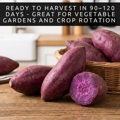 (2 Purple Japanese sweet potato SLIPS) Also known as Hawaiian Purple Sweet Potato