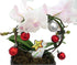 3" Christmas Infinity Loop with White and Purple Moth Orchid Plant in Gray Ceramic Pot- Phalaenopsis - Pot - Easy House