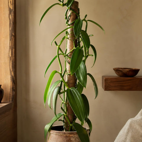 3-6" 1ct Live Vanilla planifolia Orchid Plant - 'Vanilla Orchid' - ragnaroc Tropical Plant Tall - - Live Arrival