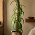 3-6" 1ct Live Vanilla planifolia Orchid Plant - 'Vanilla Orchid' - ragnaroc Tropical Plant Tall - - Live Arrival