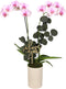 Green Circle Growers 5" Light Pink Orchid Plant Love You Edition in