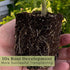 (2) 4" 8" 4" Inch Clovers Garden Bouquet Dill Herb Plants Two Live Plants Non-GMO - Not Seeds - Each to Tall in Pots