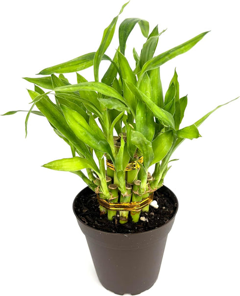 4" Lucky Bamboo Good Luck and Wealth Houseplant Home and Office Decor, Pot