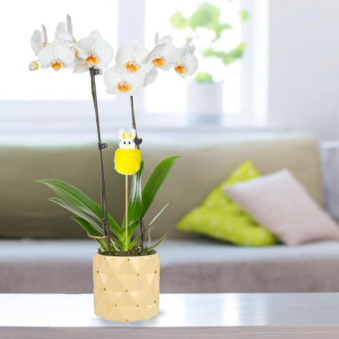 5" Green Circle Growers White with Yellow Orchid in Yellow Pot with Bunny Pick, Live Indoor Plants, House Plant