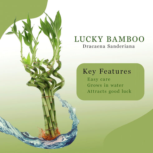 4" 10 (10) NW Wholesaler - Live Lucky Bamboo Plant - Bundle of Stalks - Live Indoor Houseplants for Home Decor, Live