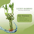4" 10 (10) NW Wholesaler - Live Lucky Bamboo Plant - Bundle of Stalks - Live Indoor Houseplants for Home Decor, Live
