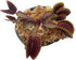 JoelsCarnivorousPlants Medium Sized FTS Maroon Monster Venus Flytrap - Fly Trap - (Dionaea