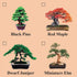 Eve's Garden, Inc Eve's Dwarf Japanese Juniper Bonsai Seed Kit, Woody, Complete Kit to Grow Dwarf Japanese Juniper