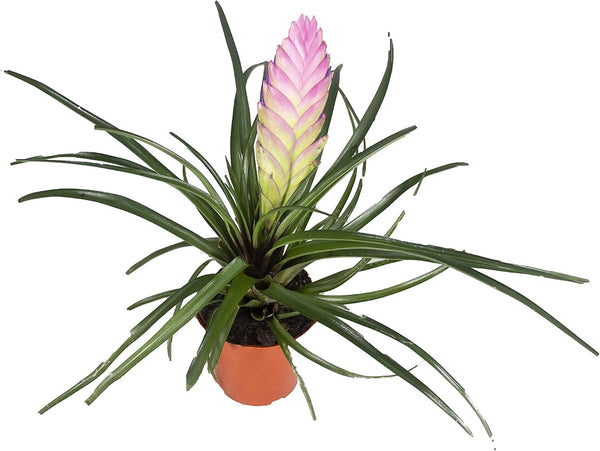 Tillandsia Cyanea Kokedama (Pink Quill) - 4'' from California Tropicals