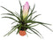 Tillandsia Cyanea Kokedama (Pink Quill) - 4'' from California Tropicals