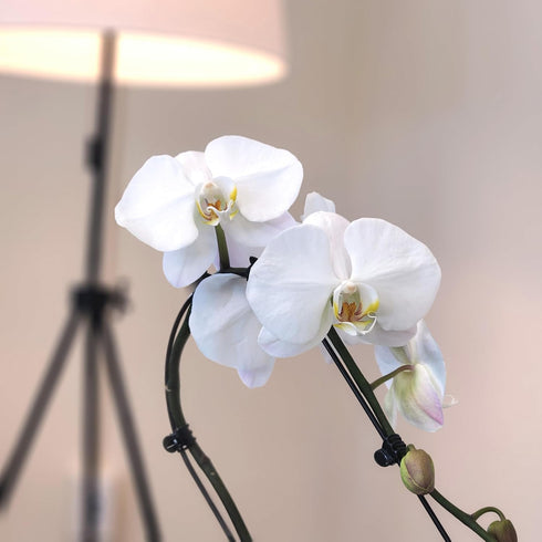 5" 22"+ Large White Live Orchids Blooming in Blue & White Orchid Pot, Pet Friendly Live Plant Gifts for Plant Lovers