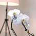 5" 22"+ Large White Live Orchids Blooming in Blue & White Orchid Pot, Pet Friendly Live Plant Gifts for Plant Lovers