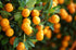 2.5 Food to Live Organic Orange Juice Powder, Pounds Non-GMO, Made from Raw Dried Citrus Fruit, Unsulfured, Vegan