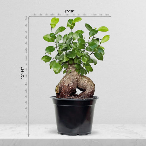 6" Live Ginseng Ficus, Ficus Retusa, Taiwan Ficus, Banyan Fig, Bonsai Houseplant, Birthday Gift, Housewarming Gift