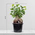 6" Live Ginseng Ficus, Ficus Retusa, Taiwan Ficus, Banyan Fig, Bonsai Houseplant, Birthday Gift, Housewarming Gift