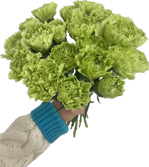 38 Green Carnation Flowers Hydroponic Flower Arrangement Mothers Day Gift Home Decor Birthday Anniversary Healing