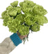 38 Green Carnation Flowers Hydroponic Flower Arrangement Mothers Day Gift Home Decor Birthday Anniversary Healing