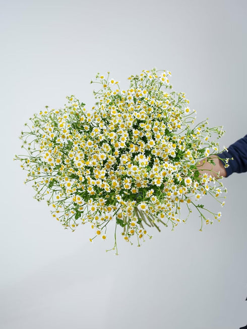 15 Stems Chamomile Daisy Fresh Cut Flowers Perfect for Home Decor Birthdays Anniversaries Healing Sympathy Friendship