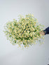 15 Stems Chamomile Daisy Fresh Cut Flowers Perfect for Home Decor Birthdays Anniversaries Healing Sympathy Friendship