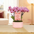 4" Green Circle Growers Mini Pink Orchid with Lavender Valentines Day Edition in Pink Ceramic Planter, Live Indoor