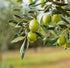 16.9 OZ 500 ML Basilippo Extra Virgin Olive Oil Gourmet - / - Early Harvest
