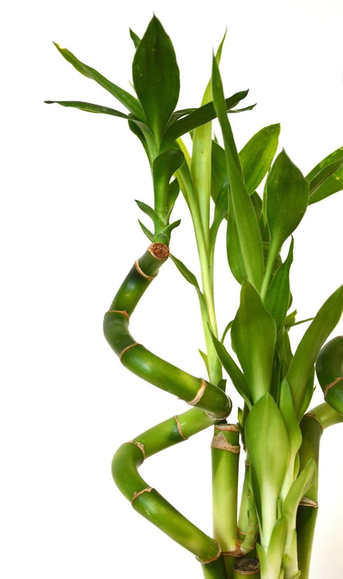 9GreenBox - Lucky Bamboo Spiral Style with Black and Blue Ceramic Vase Live Plant Ornament Decor for Home, Kitchen