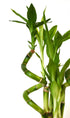 9GreenBox - Lucky Bamboo Spiral Style with Black and Blue Ceramic Vase Live Plant Ornament Decor for Home, Kitchen