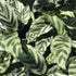 3 4 Inch Calathea Freddie - Live Plants in Growers Pots - Calathea Concinna 'Freddie' - Beautiful and Elegant Easy Care