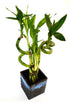 9GreenBox - Lucky Bamboo Spiral Style with Black and Blue Ceramic Vase Live Plant Ornament Decor for Home, Kitchen