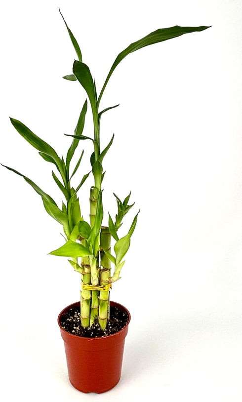 4" Lucky Bamboo Good Luck and Wealth Houseplant Home and Office Decor, Pot