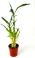 4" Lucky Bamboo Good Luck and Wealth Houseplant Home and Office Decor, Pot