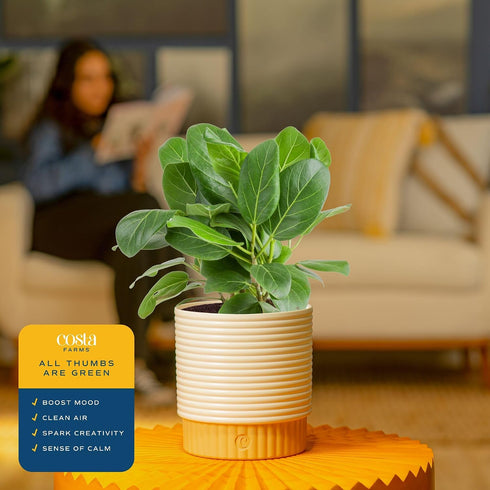 12-18 Inches Costa Farms Ficus Audrey Live Plant in Decorative Pot, Indoor Houseplant, Perfect for Home, Room