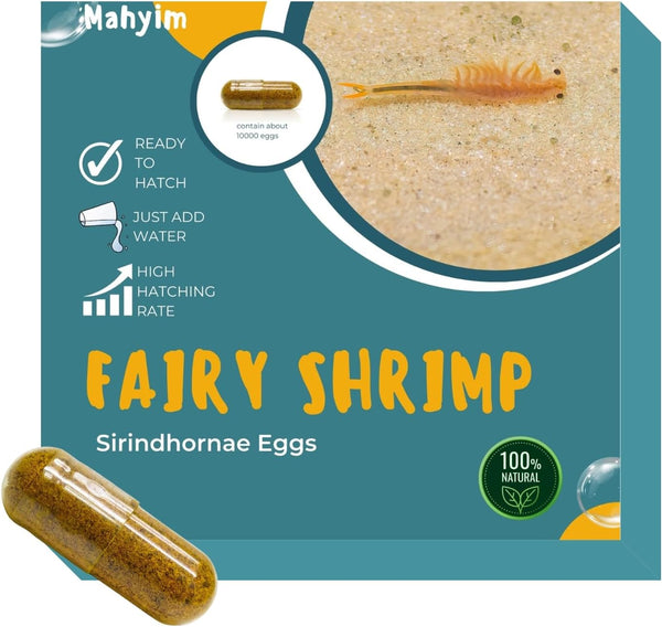 Two Capsule Fairy Shrimp Eggs Alive Fresh for Killifish/Fish