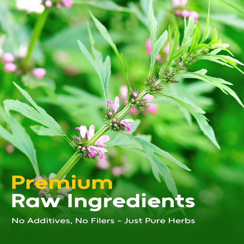40 FullChea - Motherwort Tea, Teabags - Premium Dried Motherwort Herb - Non-GMO - Caffeine-Free - Your Ideal Tea Break