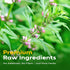 40 FullChea - Motherwort Tea, Teabags - Premium Dried Motherwort Herb - Non-GMO - Caffeine-Free - Your Ideal Tea Break