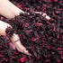 100% (1, Count, 100.0) Pure Premium Hibiscus Tea Organic Dried Hibiscus Flower Support Heart Health/Liver health/Blood