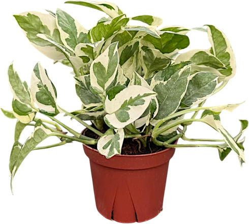 CoollectivePlants Pothos NJoy Live Plant in 4" Growers Pot Indoor Low Maintenance