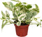 CoollectivePlants Pothos NJoy Live Plant in 4" Growers Pot Indoor Low Maintenance