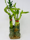 JM BAMBOO Jmbamboo - Live 10style Lucky Bamboo Plant Arrangement with Ceramic Double Vase